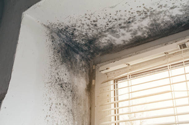 Affordable Mold Removal solutions in Rockton, PA